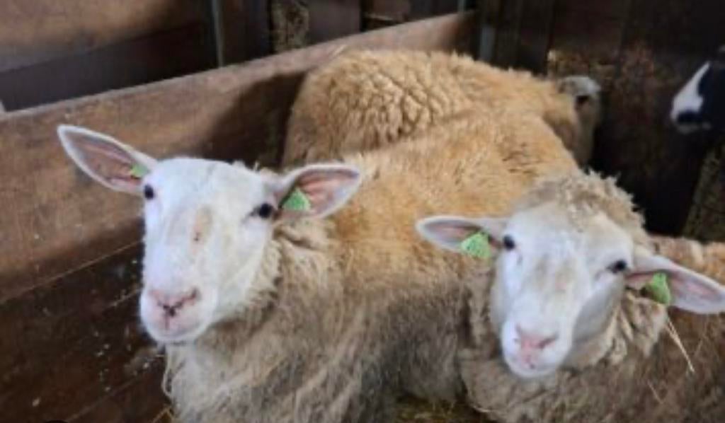 Moton, Mâle, Mouton, 0 à 2 ans