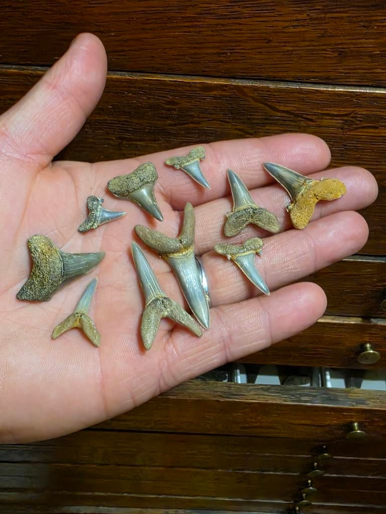 Superbe ensemble de 10 dents de requin d'Anvers., Collections, Enlèvement ou Envoi, Fossile
