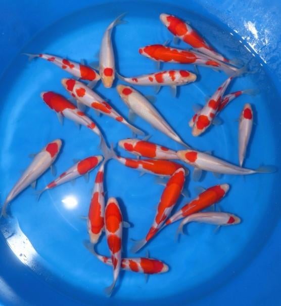 Kohaku en tancho tosai Maruhide, Dieren en Toebehoren, Karper of Koi