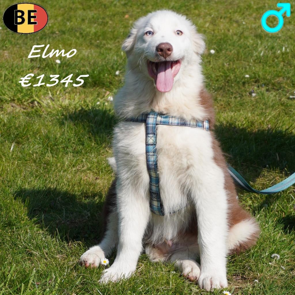 Elmo, Berger Australien - à vendre (belge), 15 semaines à 1 an, Commerçant, Chien (mâle), Autres races