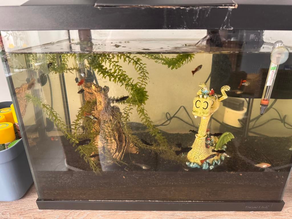 Jonge guppy’s en ancistrussen, Dieren en Toebehoren, Vis, Zoetwatervis