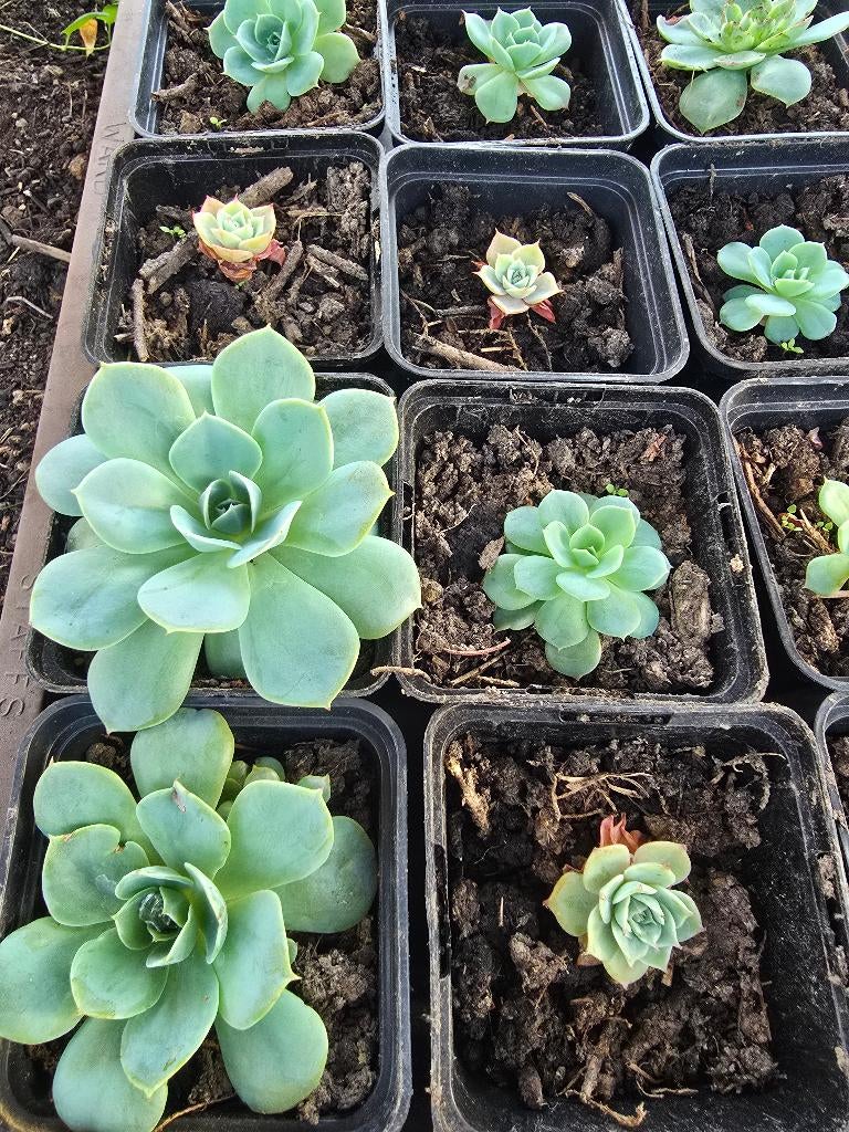 Echeveria — Magnifiques plantes succulentes, Maison & Meubles, Plantes d'intérieur, Plante succulente, En pot, Plante à fleurs