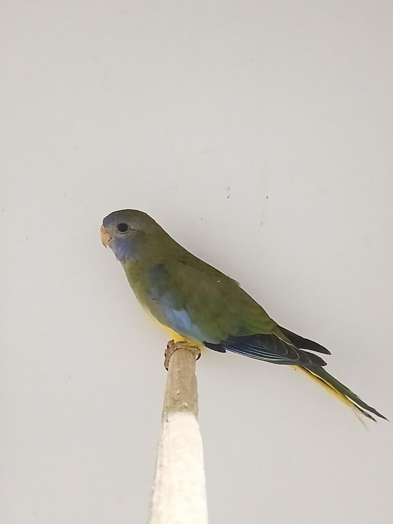 Femelles perruches splendide 2025, Femelle, Perruche, Bagué