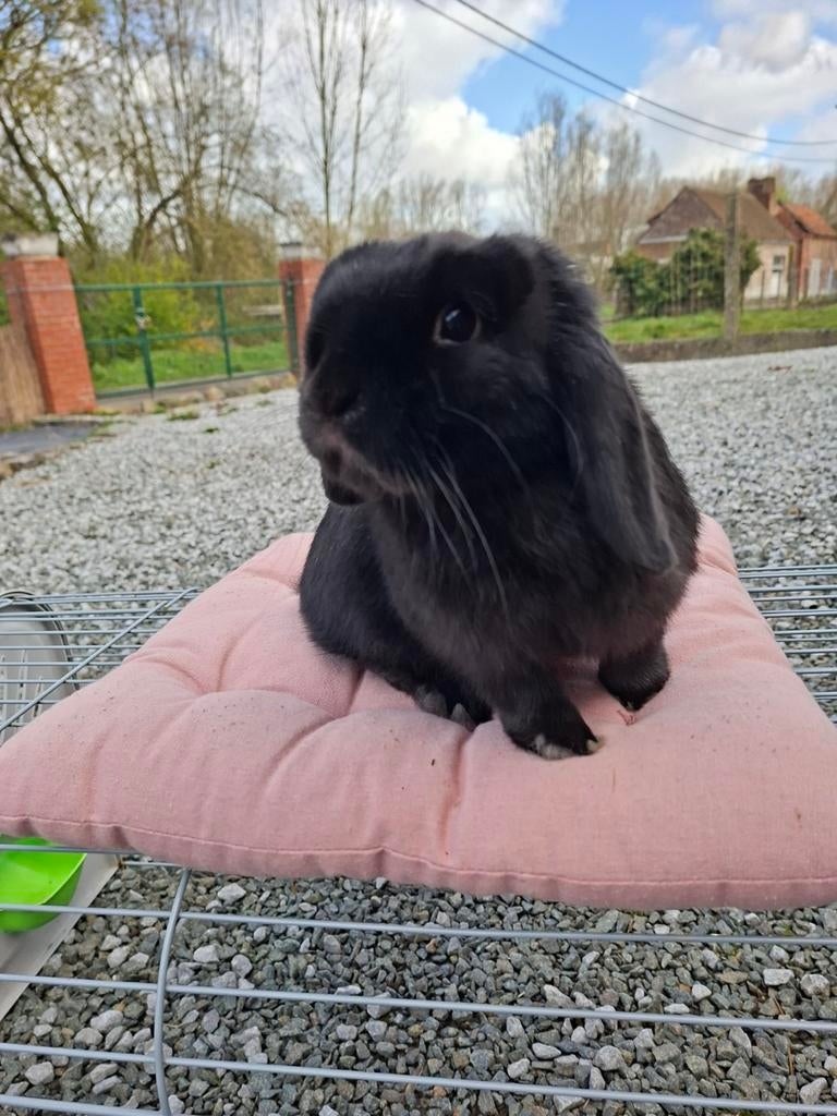 Raszuiver minilop uk lijn vrouwtje 4 maand gevaccineerd, Dieren en Toebehoren, Konijnen, Klein