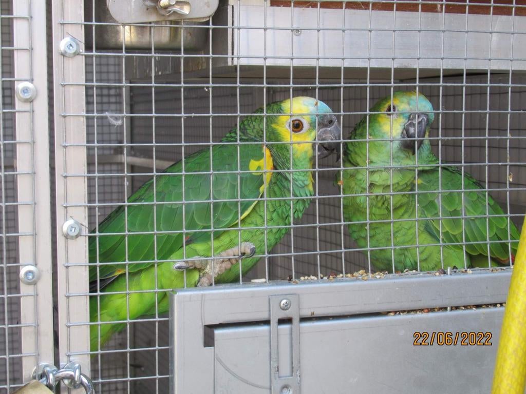 Koppel geelschouder blauwvoorhoofd amazone, Dieren en Toebehoren, Tam