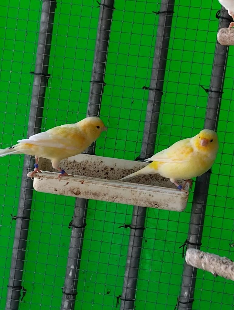 Kanaries, Dieren en Toebehoren, Vogels | Kanaries