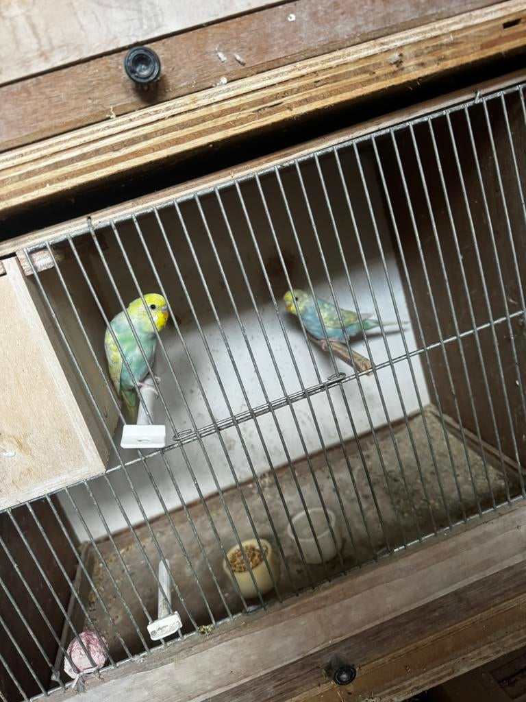 Goed koppel regenboog grasparkieten, Dieren en Toebehoren