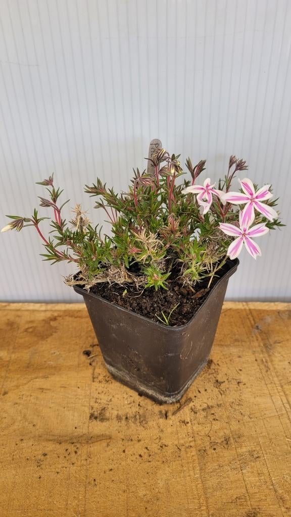 Phlox subulata "candy stripe", Tuin en Terras, Ophalen, Bodembedekkers, Vaste plant, Halfschaduw