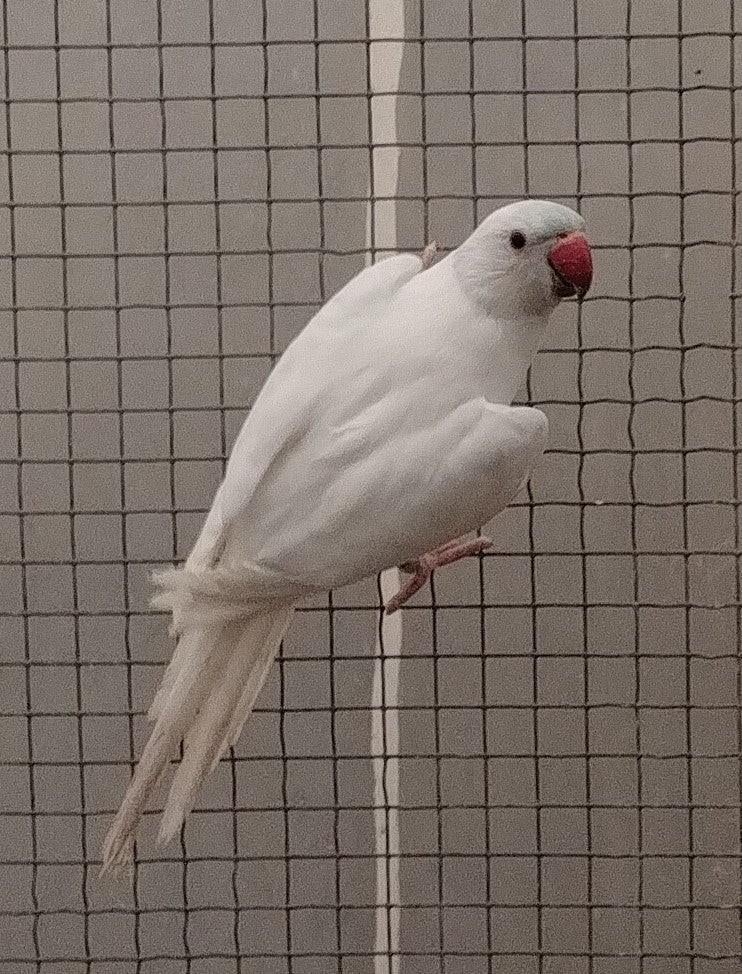 Halsband parkiet grote forse vogel zie beschrijving, Dieren en Toebehoren, Parkiet