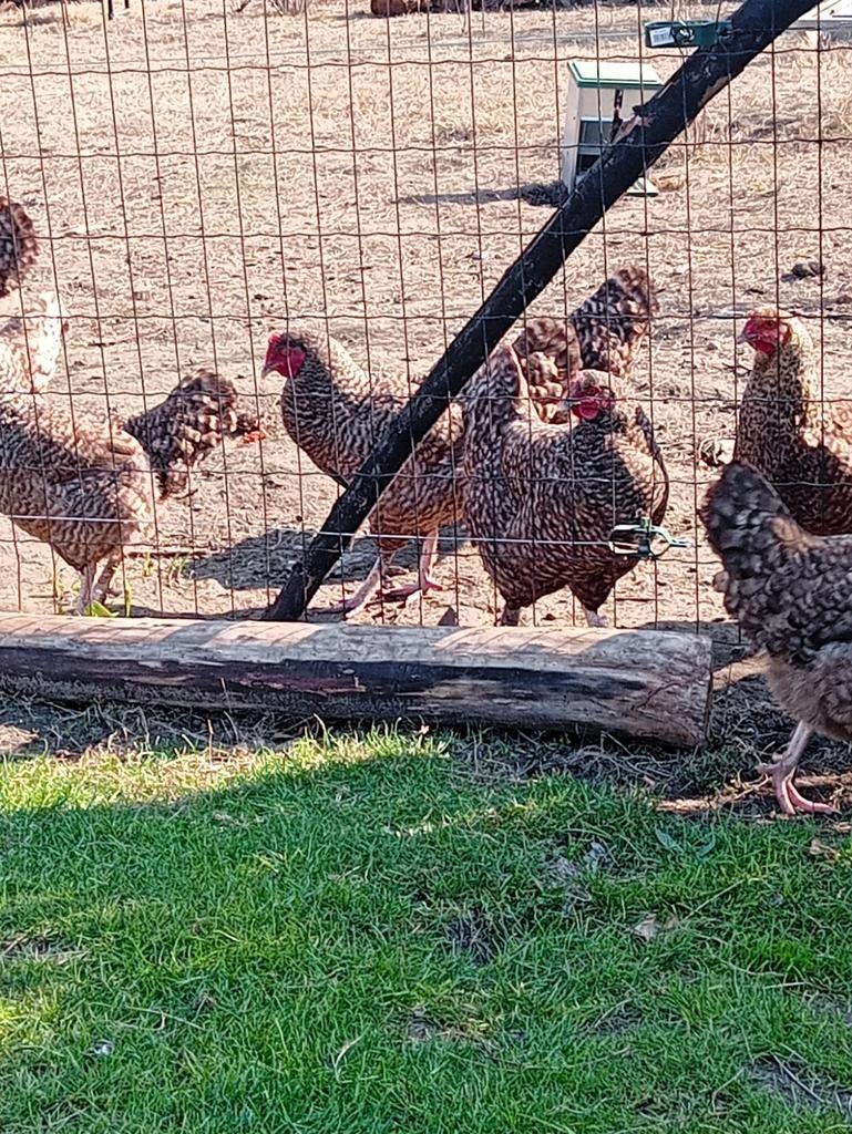 Mechelse koekoek hennen te koop. Per drie kippen