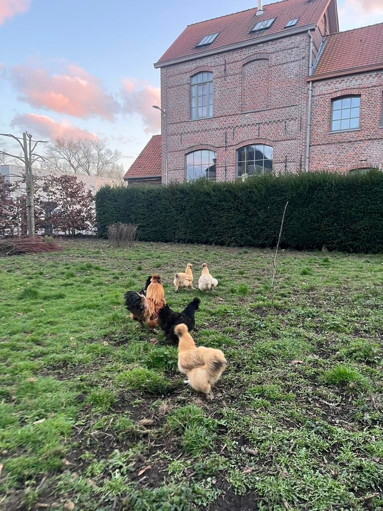 Œufs à incubation et oiseaux à soie, Sexe inconnu