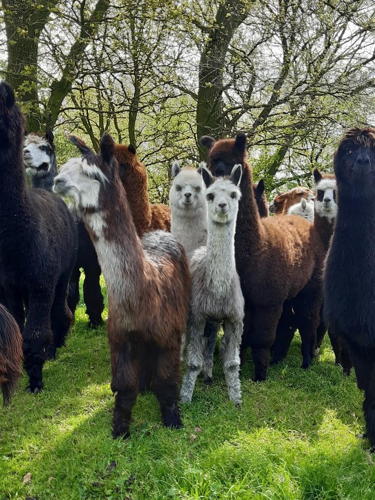 oud stalmest gratis, Tuin en Terras, Aarde en Mest, Ophalen, Mest