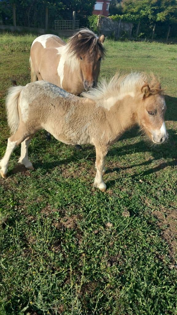 Mooi chetlanderhengstenveulentje, Dieren en Toebehoren