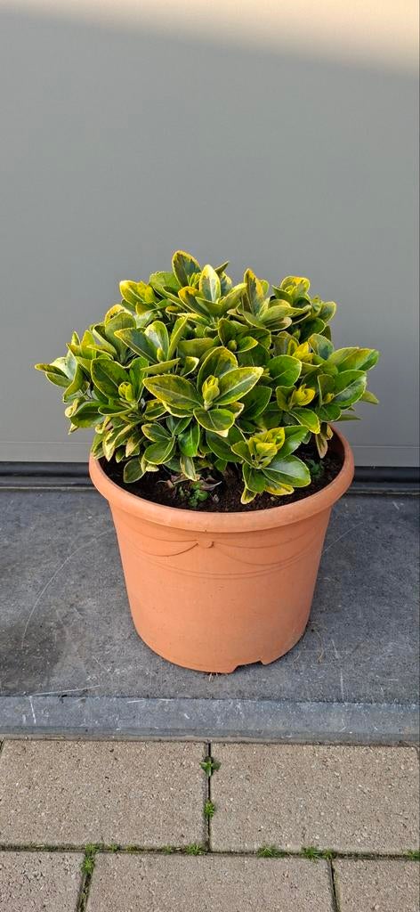 Euonymus jap.aureomarginatus vert avec bordure jaune, Enlèvement