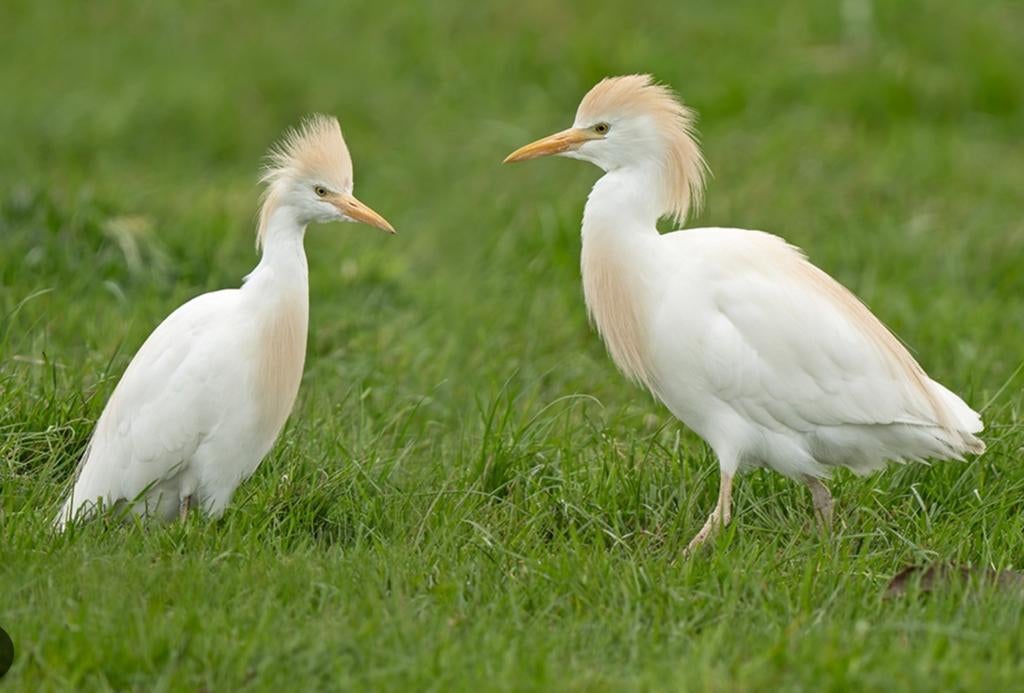 Witte reiger 2 mannen 1 vrouw