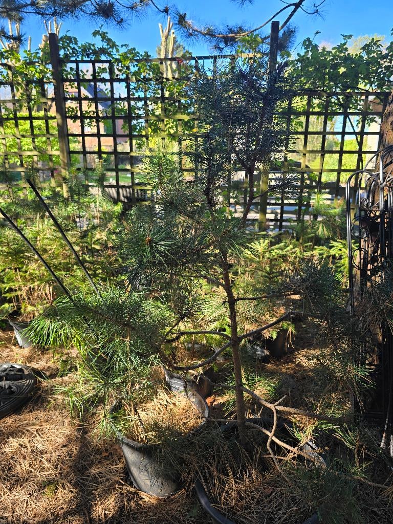 Jonge naaldboompjes, Tuin en Terras, Ophalen, In pot