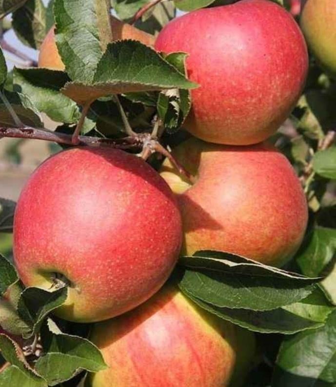 Pommier, Enlèvement ou Envoi, Pommier