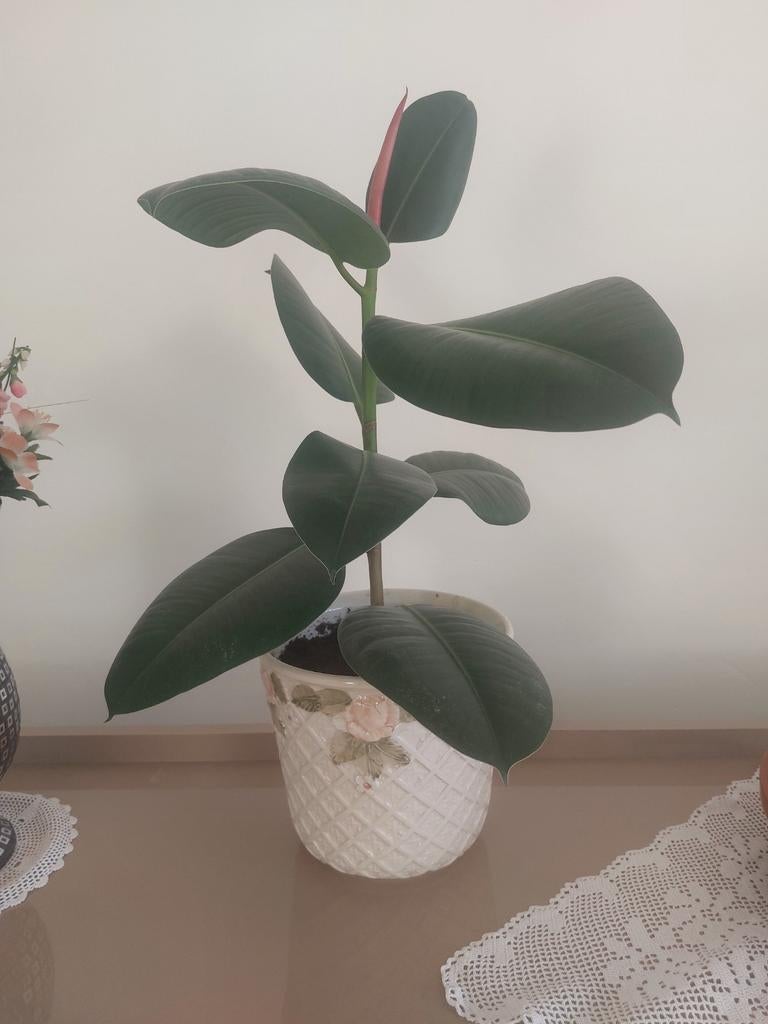 Belle plante à caoutchouc (Ficus Elastica) avec pot blanc -, Maison & Meubles, Plantes d'intérieur, Enlèvement, Ficus, En pot