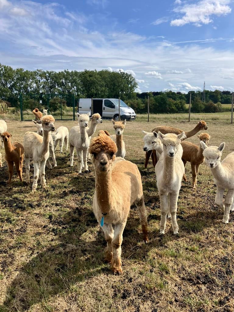 diverse alpaca merries veulens en hengsten te koop, Animaux & Accessoires, Animaux Autre, Plusieurs animaux, Juin