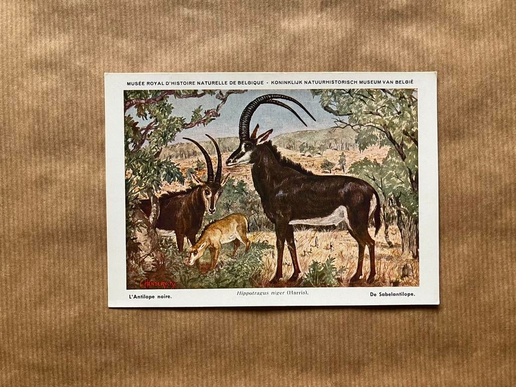 Beschermde Zoogdieren In Belgisch Congo - Reeks 2, Verzamelen, Ophalen of Verzenden, Ongelopen, Wild dier