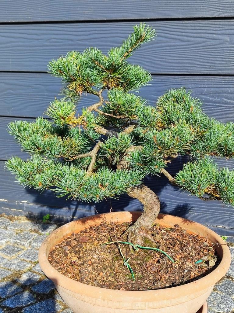 bonsai parfivlora, Ophalen, In pot