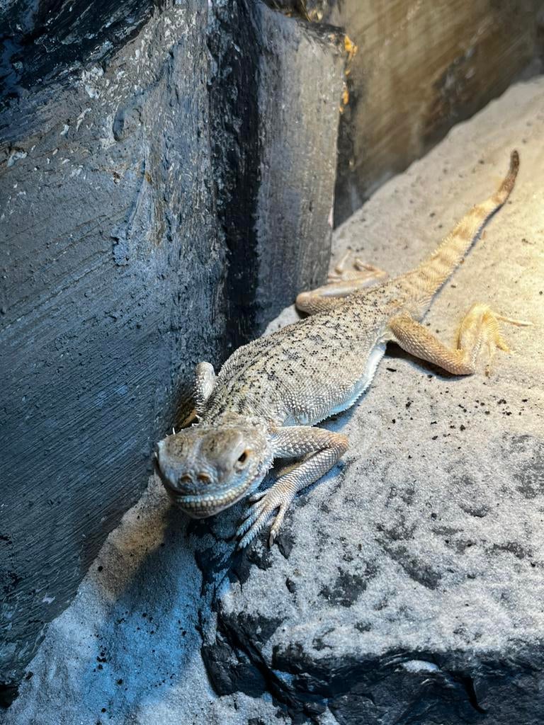 Phrynocephalus mystaceus 1.0, Lézard, Avec terrarium, 3 à 6 ans