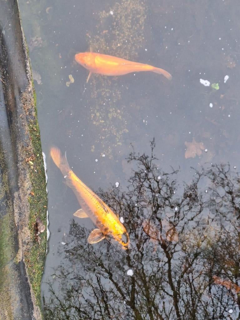 Koi's, Dieren en Toebehoren, Vissen | Vijvervissen