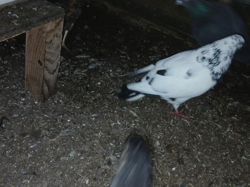 Bonte doffer zwart wit, Dieren en Toebehoren, Mannelijk