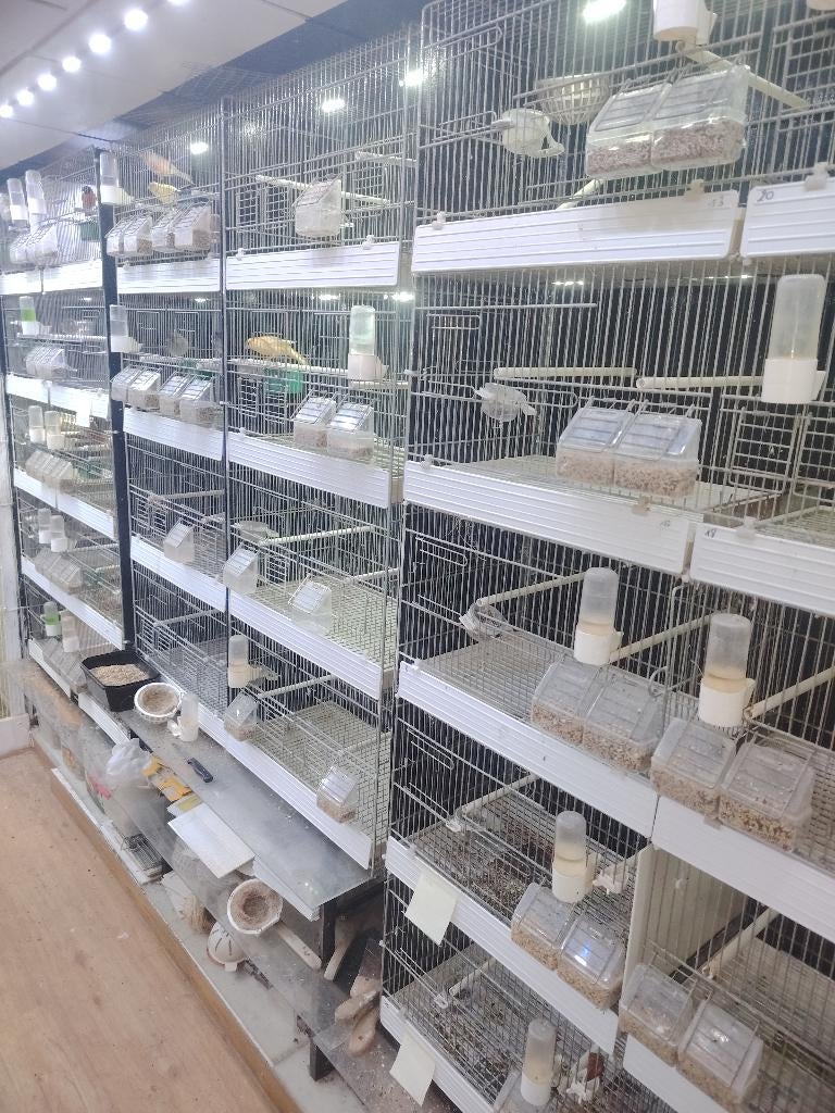 A vendre Cages, Enlèvement, Utilisé, Métal, Cage d'élevage