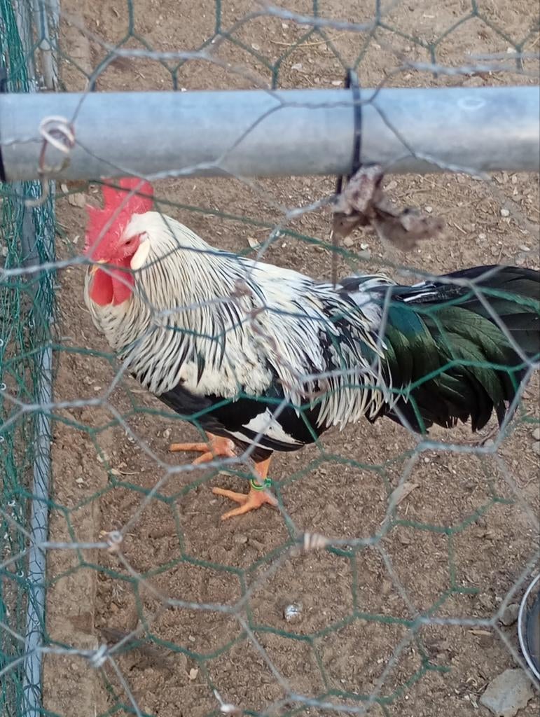 Œufs à incuber : leghorn, perdrix argentée, Animaux & Accessoires