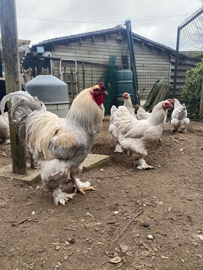 Broedeieren Brahma, Dieren en Toebehoren, Pluimvee