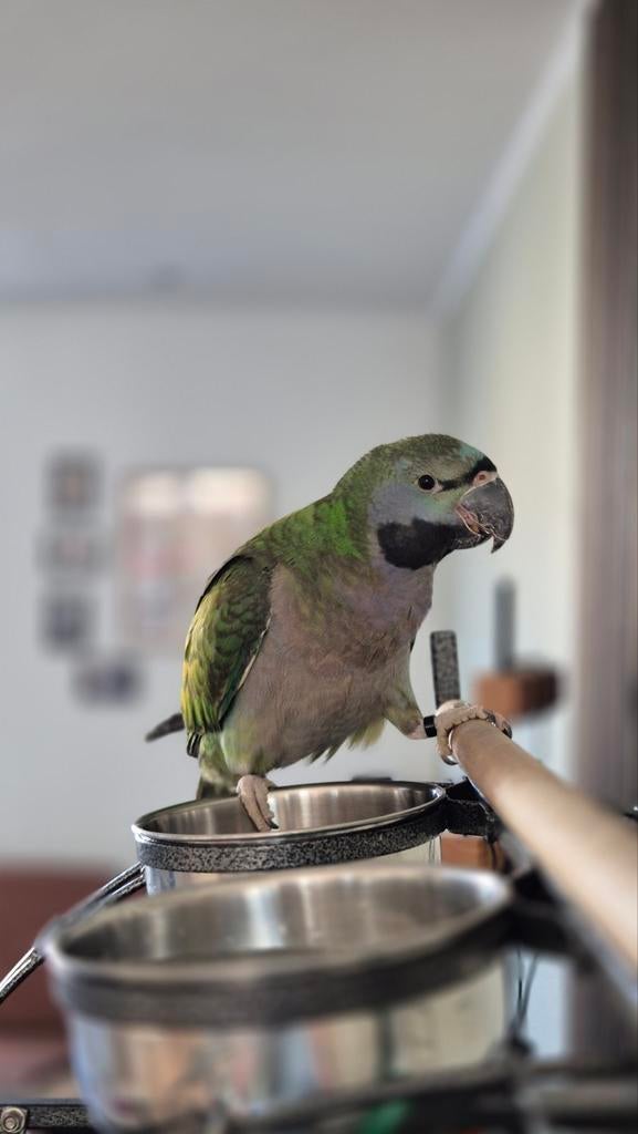 Jonge tamme Derbyan parkiet - man (In Kerkrade Nederland), Mâle, Perruche, Parleur