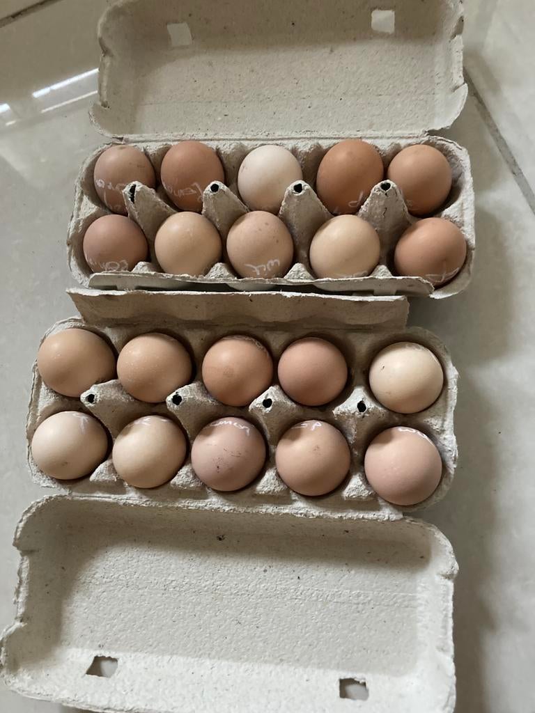 20 broedeieren brahma kleurenmix beschikbaar