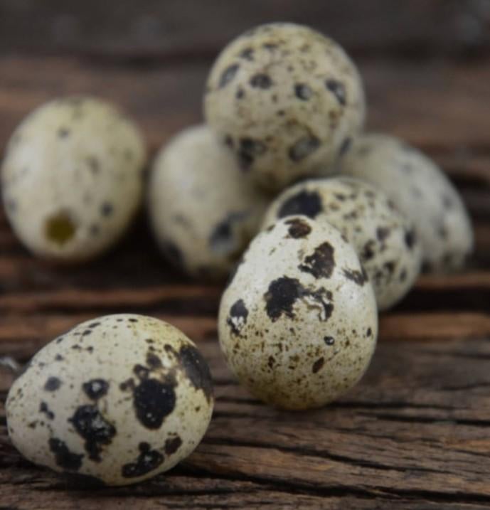 Broedeieren van Japanse kwartels jumbo, Dieren en Toebehoren