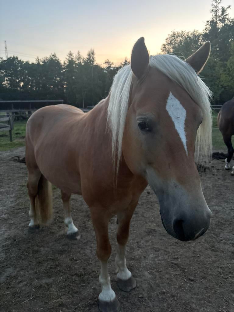 Halflinger, Dieren en Toebehoren, Pony's, Hengst, Zadelmak