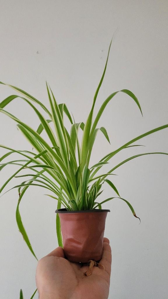 Kleine spinplanten (Spider Plant), Huis en Inrichting, Kamerplanten, Ophalen, Overige soorten, Halfschaduw, In pot