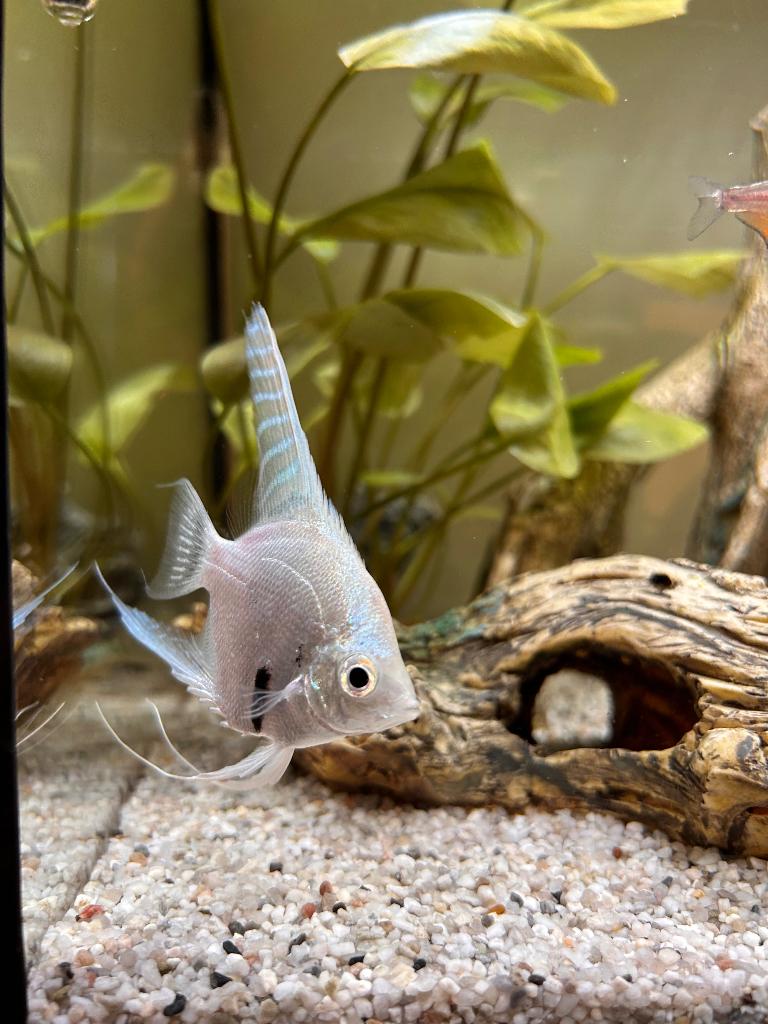 Maanvis, Dieren en Toebehoren, Vis, Zoetwatervis