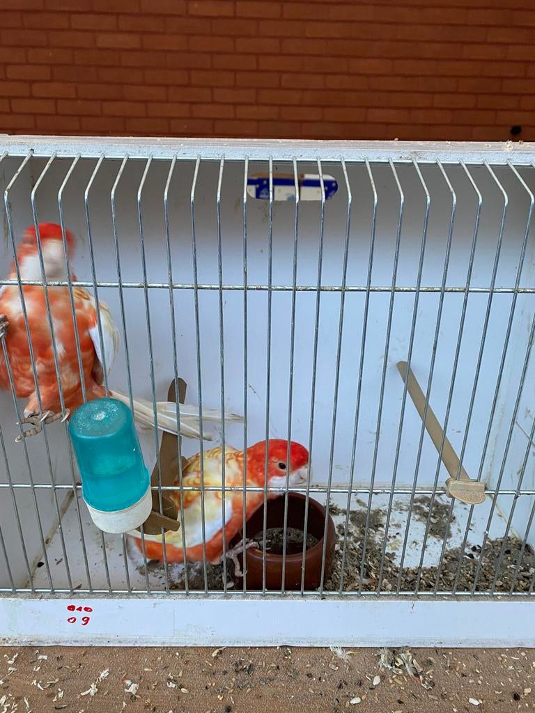 Fanion et princesse blanche, Animaux & Accessoires