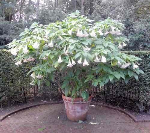 Brugmansia witte bloemen, Enlèvement ou Envoi