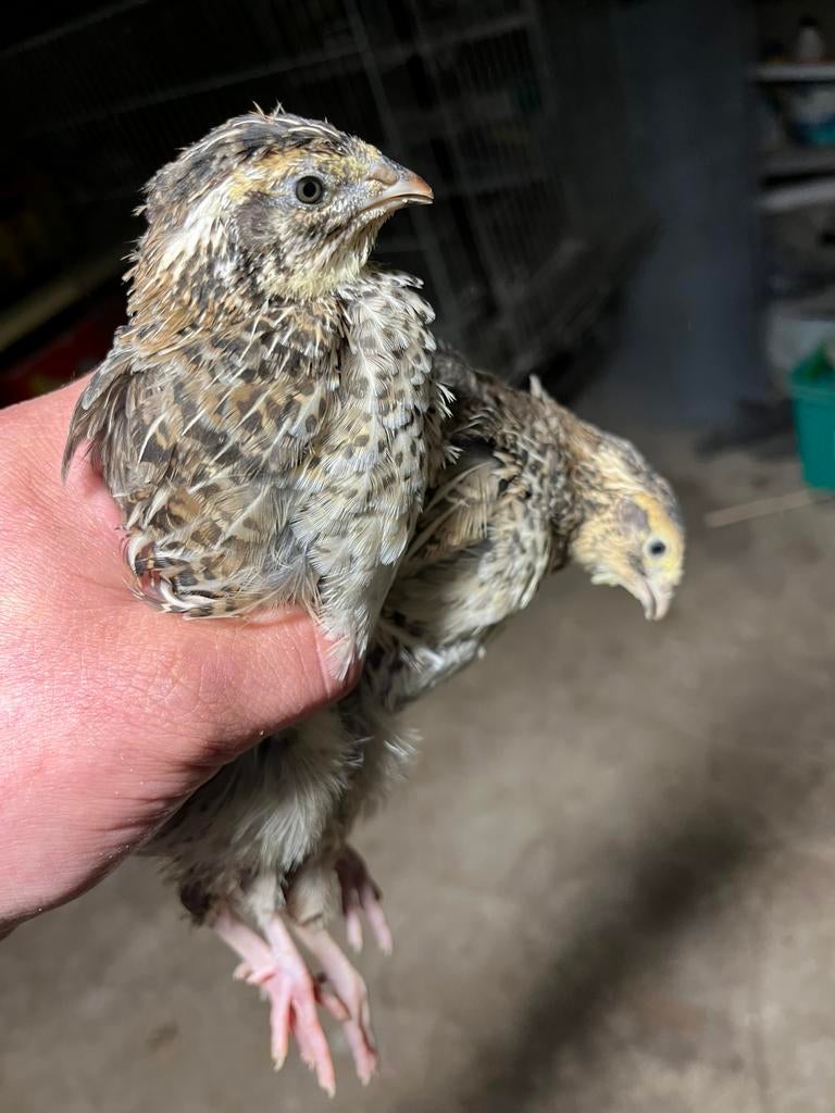 Hennen japanse kwartel 4weken oud