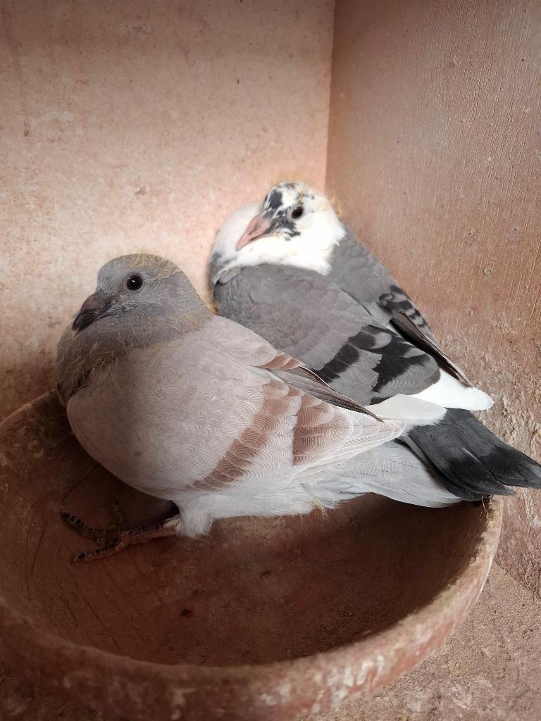 12 jonge duifjes van 2026, met stamboom., Dieren en Toebehoren, Meerdere dieren, Postduif