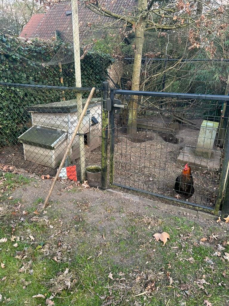 Kippenhok met vossenluik + 3 kippen, Dieren en Toebehoren, Pluimvee, Kip