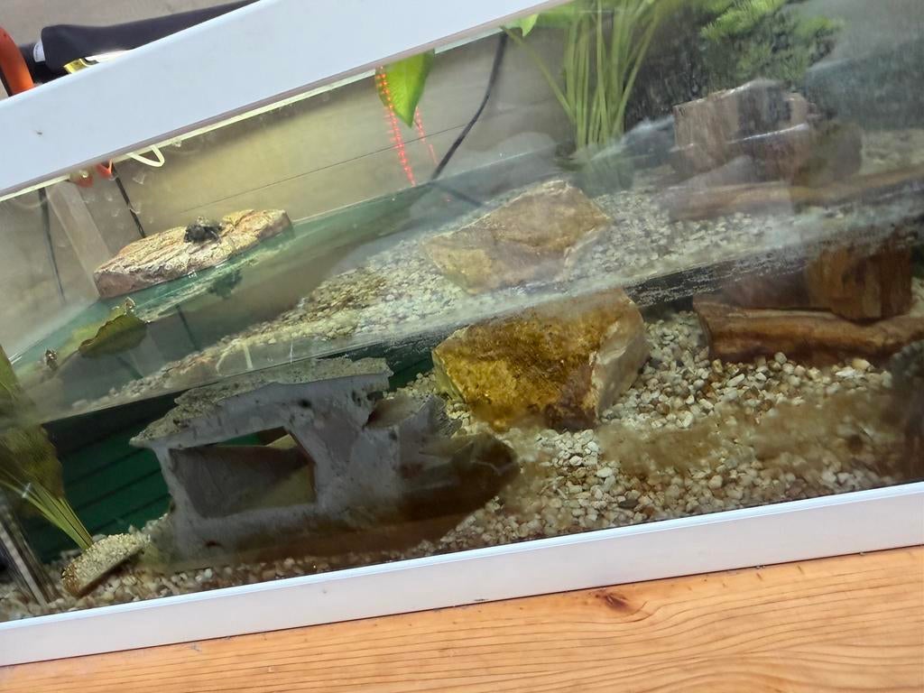 Waterschildpadden, Ophalen, Nieuw