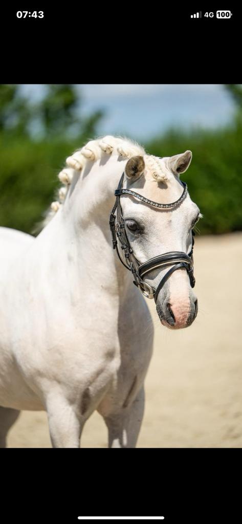 A pony te koop, Dieren en Toebehoren, Pony's, B, A pony (tot 1.17m), 11 jaar of ouder, Merrie