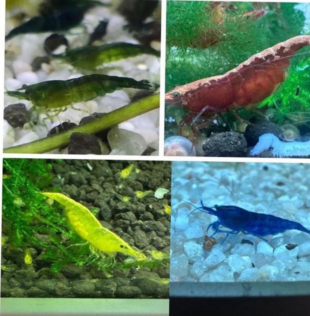 Ik zoek gratis garnalen waarvan eigenaar er teveel heeft., Ophalen, Nieuw, Gevuld zoetwateraquarium