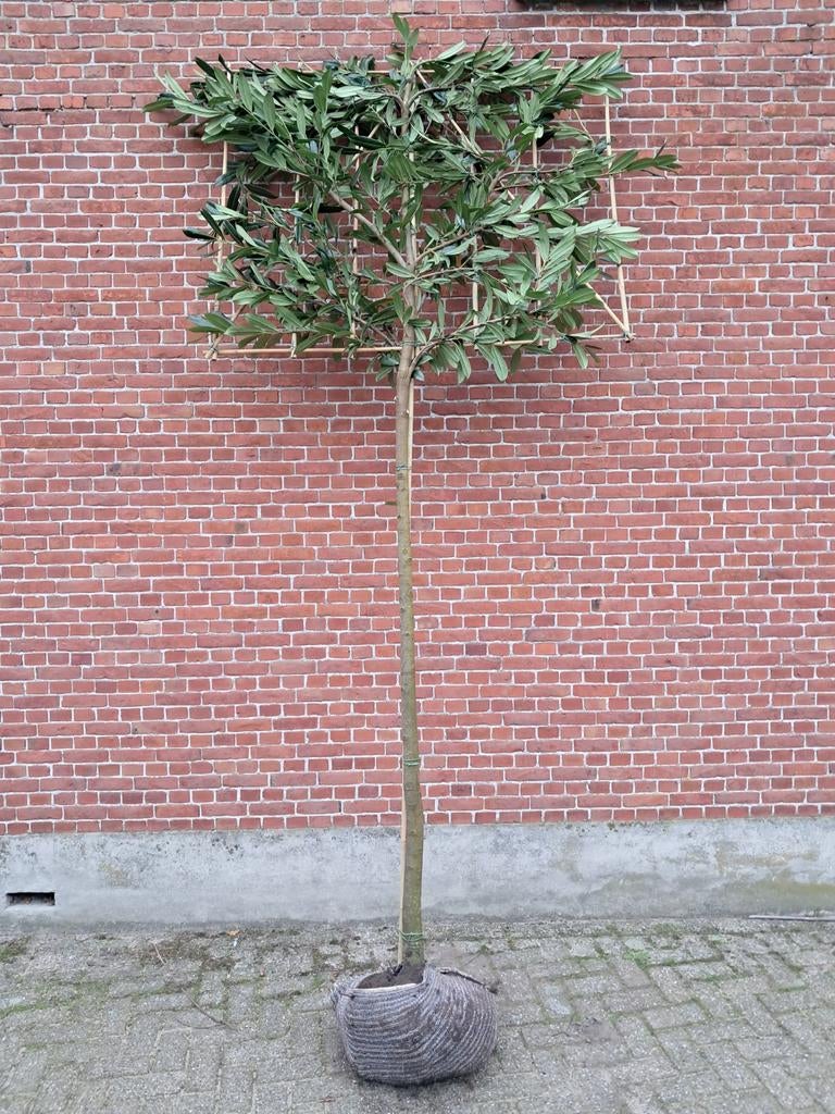 Leilaurier laurier leiboom Caucasica, Tuin en Terras, Planten | Bomen, Ophalen, Leiboom