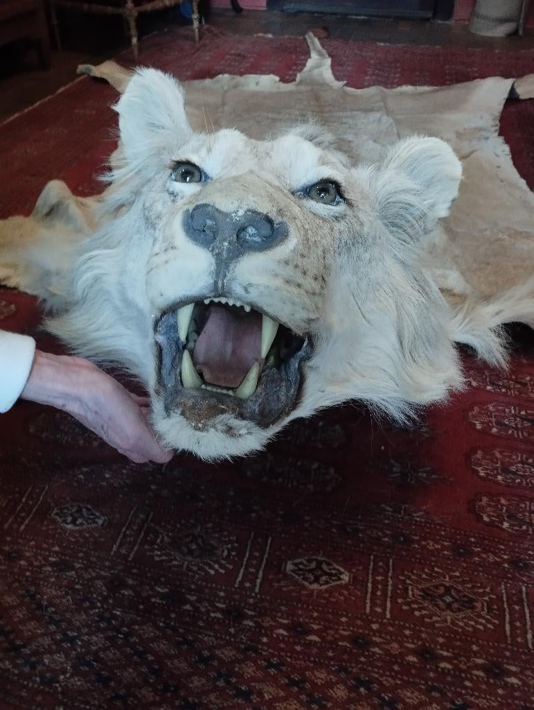 taxidermie lion, Enlèvement, Comme neuf, Animal sauvage, Animal empaillé