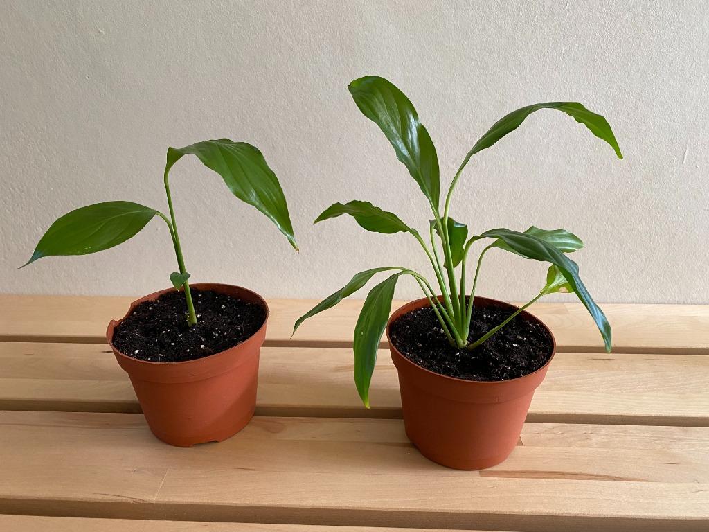 Mooie stekjes lepelplant/vredeslelie, eigen kweek, 2 euro/st, Huis en Inrichting, Kamerplanten, Overige soorten, Minder dan 100 cm