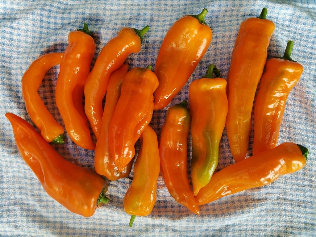 oranje paprika Corno di toro puntpaprika - 5 zaden, Verzenden, Voorjaar, Volle zon, Zaad