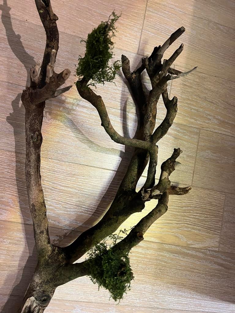 Talawa hout aquarium, Ophalen, Gebruikt